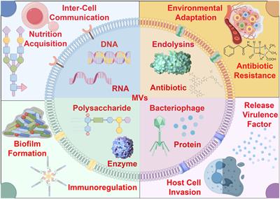 Bacterial membrane vesicles: orchestrators of interkingdom interactions in microbial communities for environmental adaptation and pathogenic dynamics